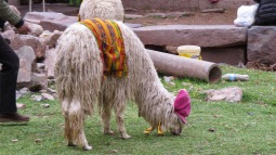 Lama pour touristes dans Cusco