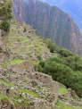Machu Picchu - terrasses agricoles